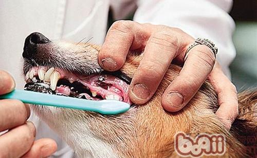 不容忽視的狗狗口臭問題