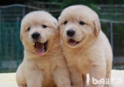犬感染眼蟲病的原因是什么