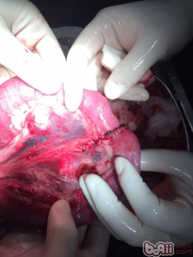 一例德牧腸套疊的診斷與治療過程