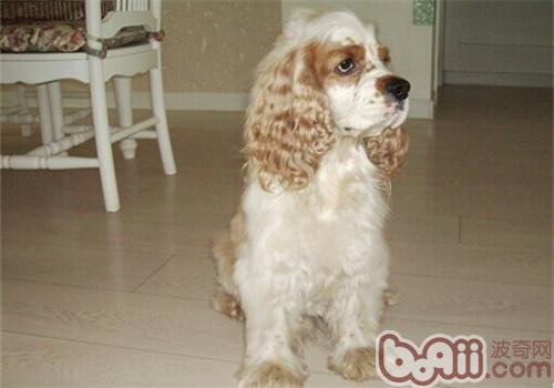 犬甲狀腺機能亢進的治療