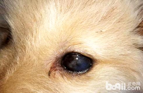 犬角膜炎的癥狀及治療方法