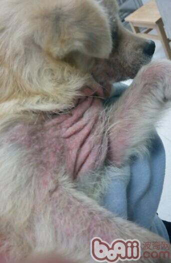 犬蠕形螨的診斷與治療