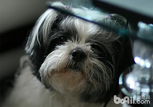 犬異食癖的治療方法