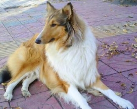 如何糾正蘇格蘭牧羊犬撲人的習慣