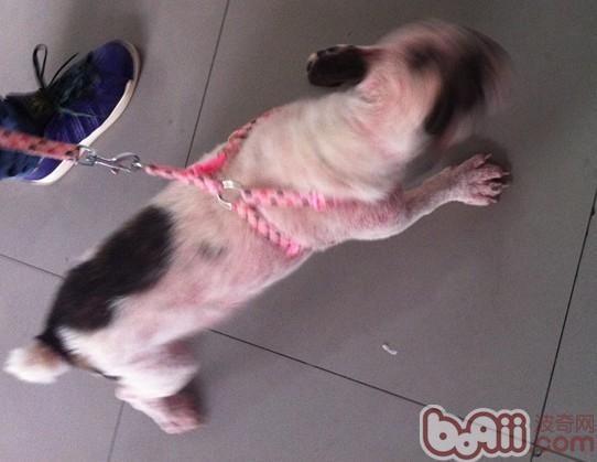 犬的常見皮膚病（三）疥螨感染