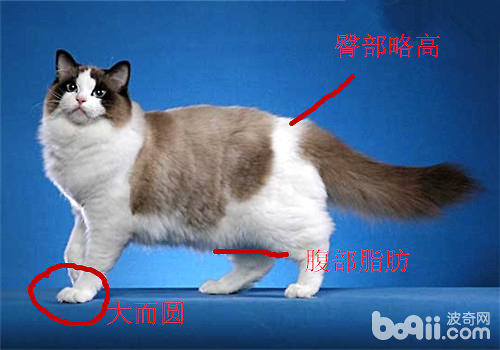 布偶貓品相問題：布偶貓為何這么貴？
