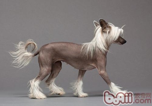 冠毛犬得皮膚病怎么辦