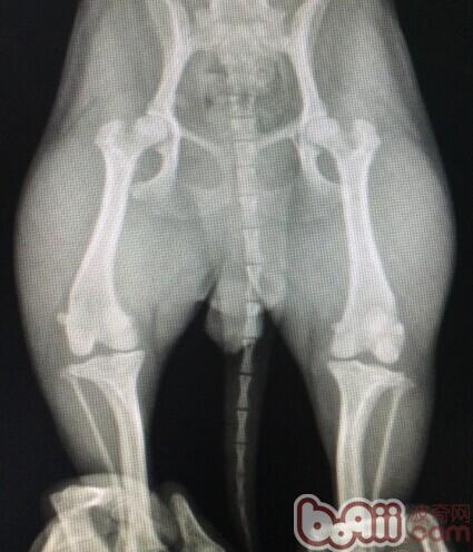 泰迪犬髕骨脫位的診治
