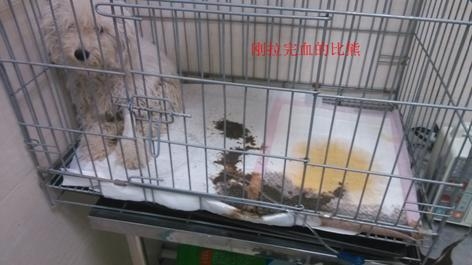 關于細小病毒的偏方和想法