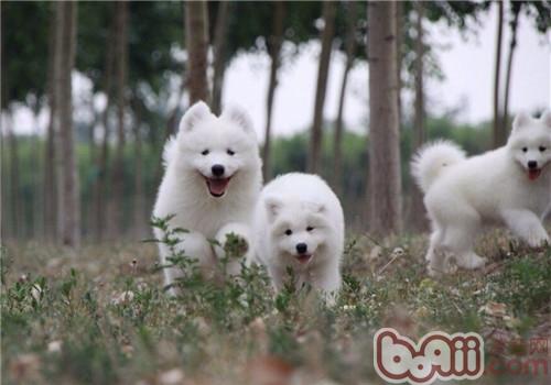狗狗可以用香水嗎