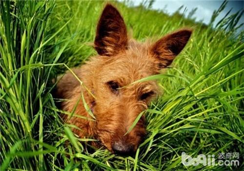 犬子宮蓄膿癥的治療方法有哪些
