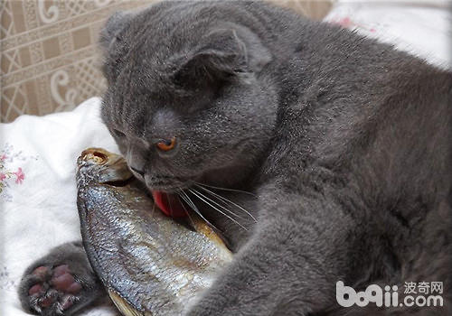<a href=/zhonglei/mao/ target=_blank class=infotextkey>貓</a>咪挑食不吃東西怎么辦？