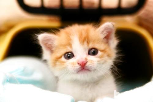 幼貓怎么養？幼貓飼養技巧介紹