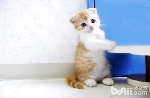 曼基康貓怎么養？曼基康貓飼養技巧