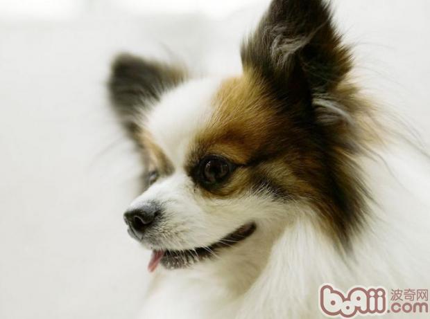 怎樣訓練<a href=/zhonglei/gou/ target=_blank class=infotextkey>狗</a>“裝死”和“轉彎”