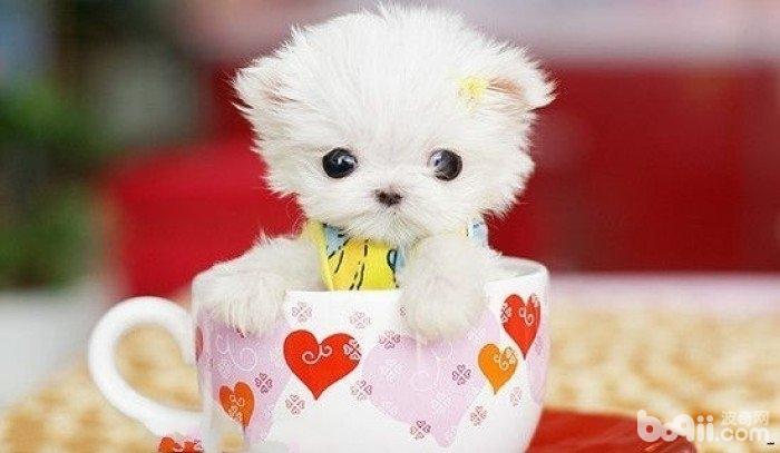 茶杯犬喜歡抓咬家具如何處理 