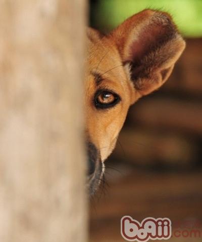 犬眼部損傷的原因和處理