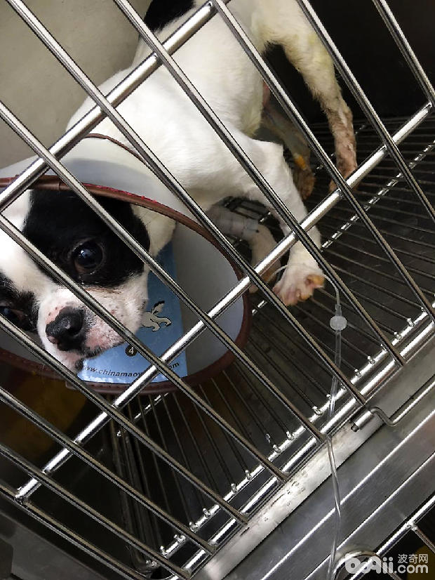 法國斗牛犬尿道結石的手術治療
