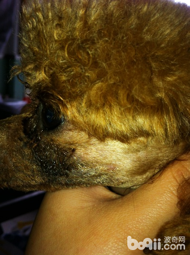 常見犬皮膚病的發病原因及診斷