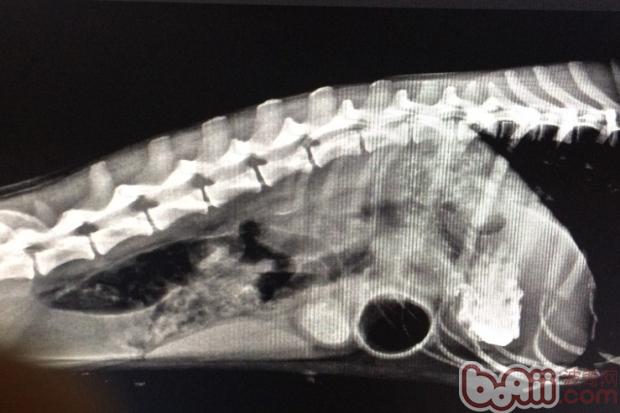 犬異物性腸道阻塞的治療
