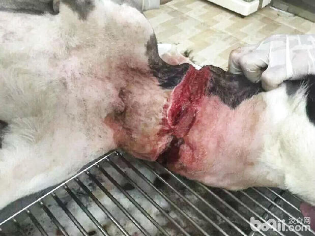 一例邊境牧羊犬的傷口處理與護理