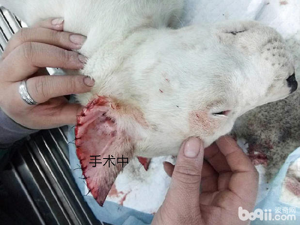 杜高犬的立耳手術案例
