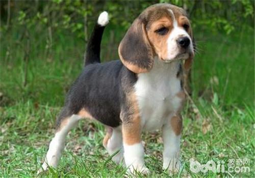 犬布魯氏菌病的防治要點