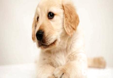 犬瘟后期有什么癥狀