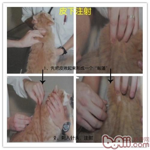 免疫—為犬貓健康保駕護航