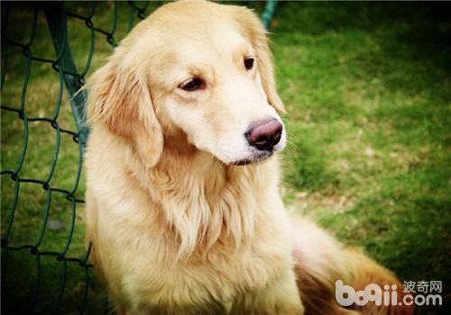 犬髖關節發育不良的癥狀表現