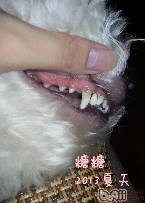 簡介常見的犬類牙科問題