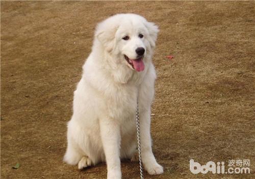 犬胸膜炎的診斷方法