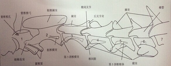 犬椎間盤疾病的診斷