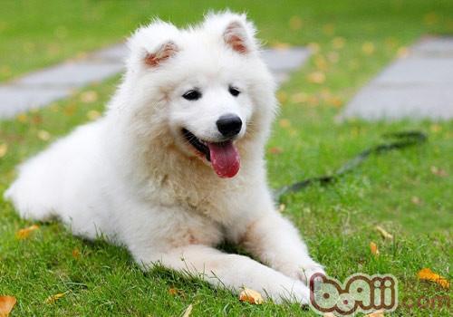 狗狗也會得慢性咽炎