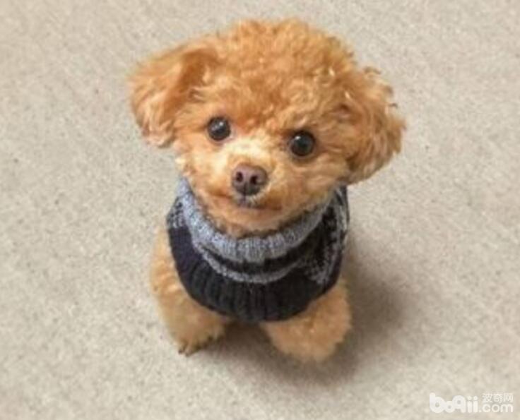 狗狗有淚痕，造成狗狗淚痕的原因有哪些？