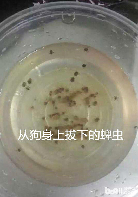 犬貓常見的寄生蟲——蜱、蚤和虱