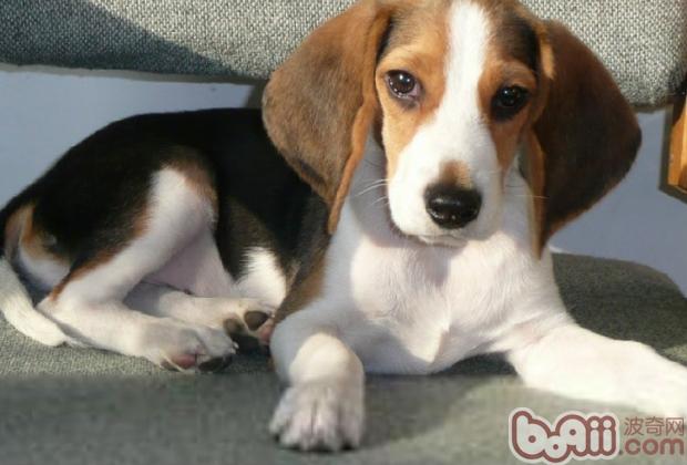 如何幫比格犬修剪毛發