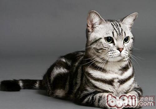 美國短毛貓的喂食和飼養方法