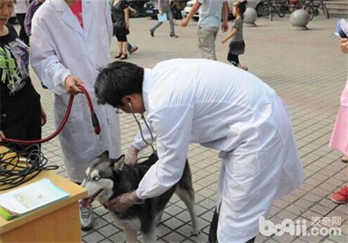 狗狗不配合醫生檢查怎么辦