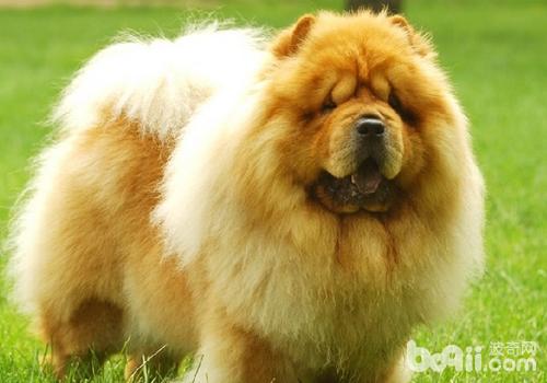 犬真菌性鼻炎的診斷方法