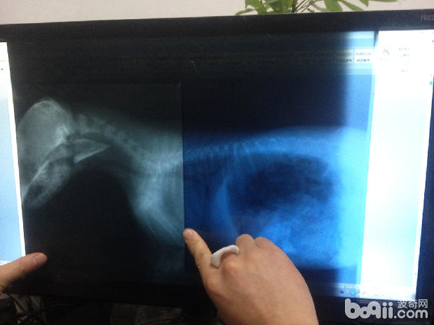 薩摩犬的口腔異物處置辦法