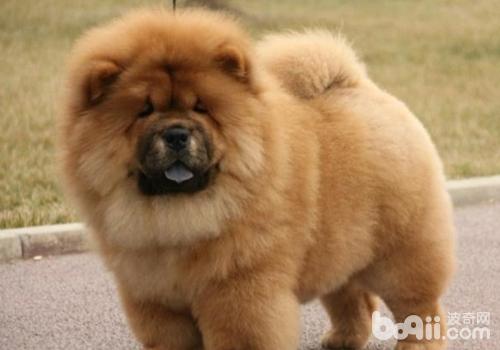 松獅犬總是流淚的原因有哪些