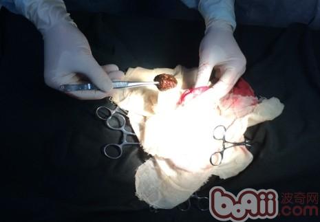 犬異物性腸道阻塞的治療