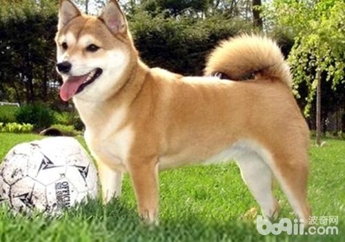 犬疥螨病的病因及癥狀