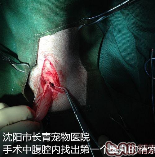 一例公犬隱睪手術