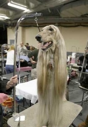 賽級犬的判定標準