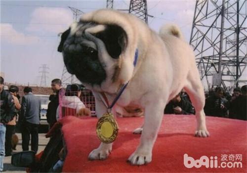 犬腰椎鍵盤突出的主要病因有哪些