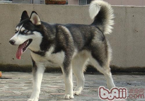 種公犬交配注意事項