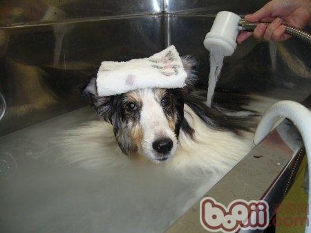 自己給狗狗美容的幾種錯誤做法