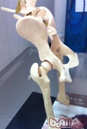 淺談犬的髖關節發育異常的治療